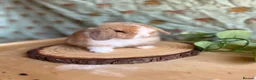 Mini Lop rabbits for sale: ⭐ FRIENDLY BABY MINI LOPS ⭐  - Advert 16