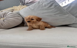 Labradoodle dogs for sale: labradoodles puppies - Image 6