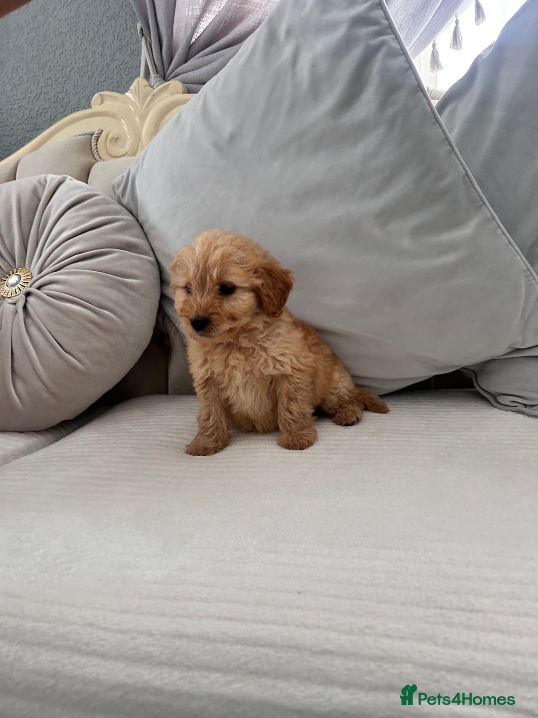 Labradoodle dogs for sale: labradoodles puppies - Image 6