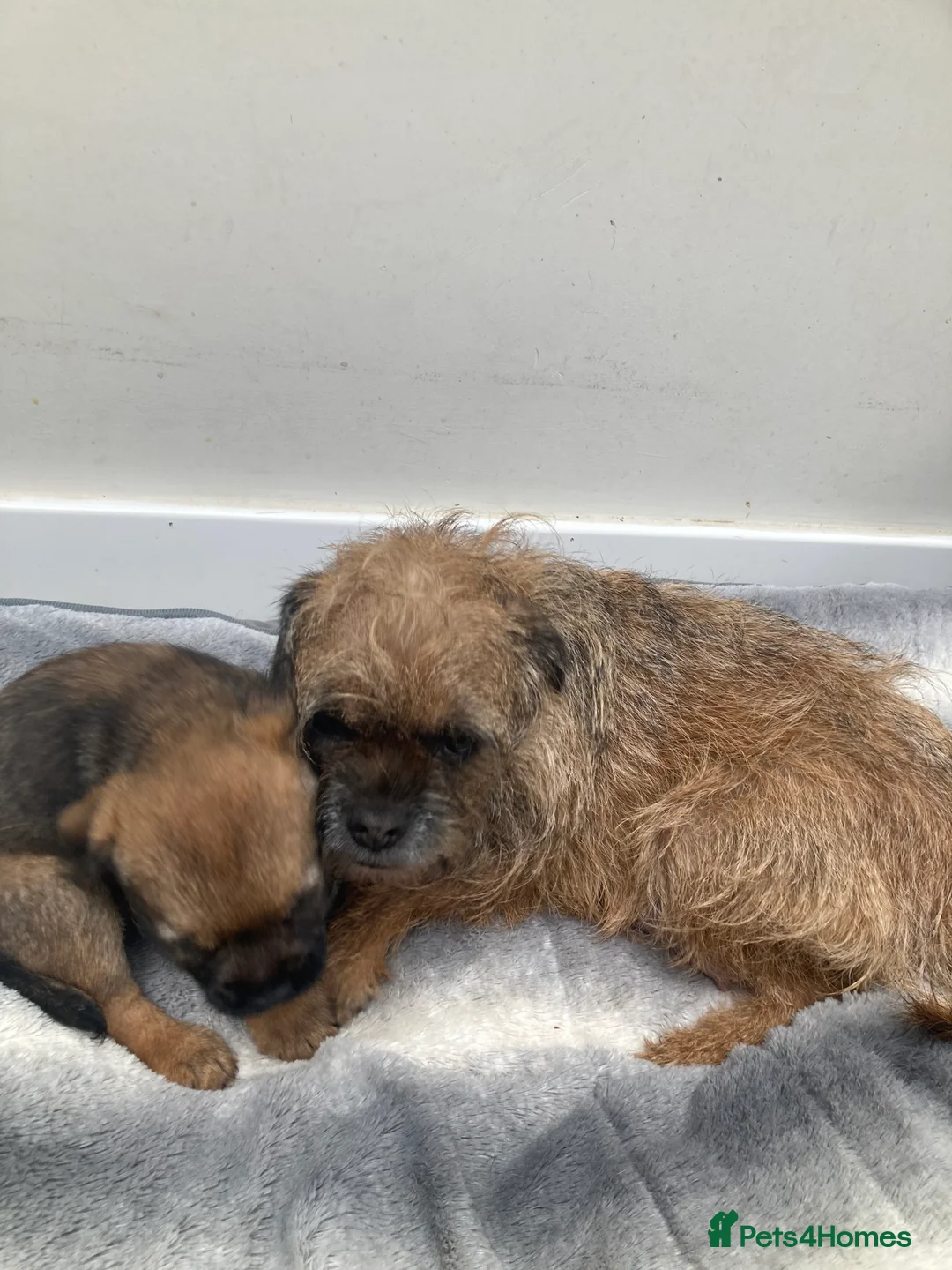 Border Terrier dogs for sale: Border Terrier Dog Puppy - Advert 1