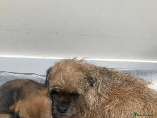 Border Terrier dogs Border Terrier Dog Puppy - Advert 10