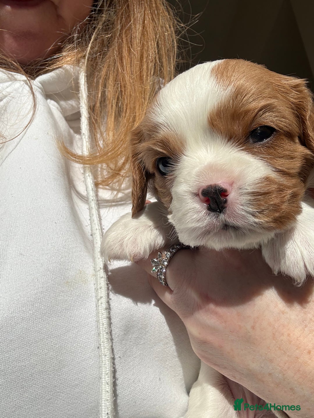 Cavalier King Charles Spaniel dogs for sale: Beautiful Blenheim King Charles cavalier puppies - Advert 6
