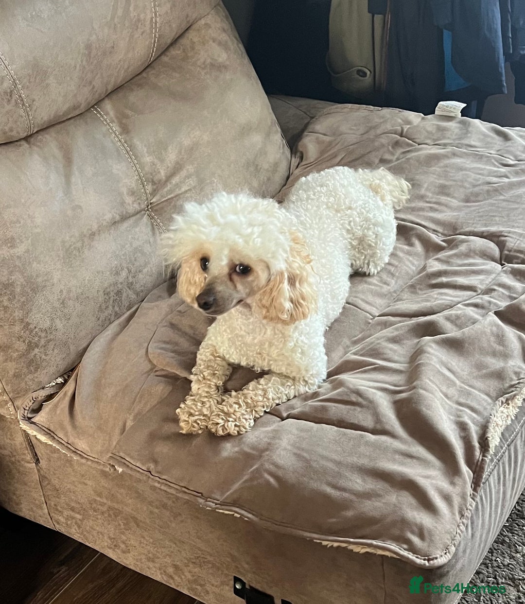 Toy Poodle dogs for sale: Beautiful 2 year old Female Toy Poodle  - Advert 2