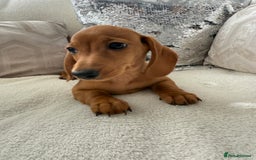 Miniature Dachshund dogs for sale: Miniature red dachshunds - Image 16