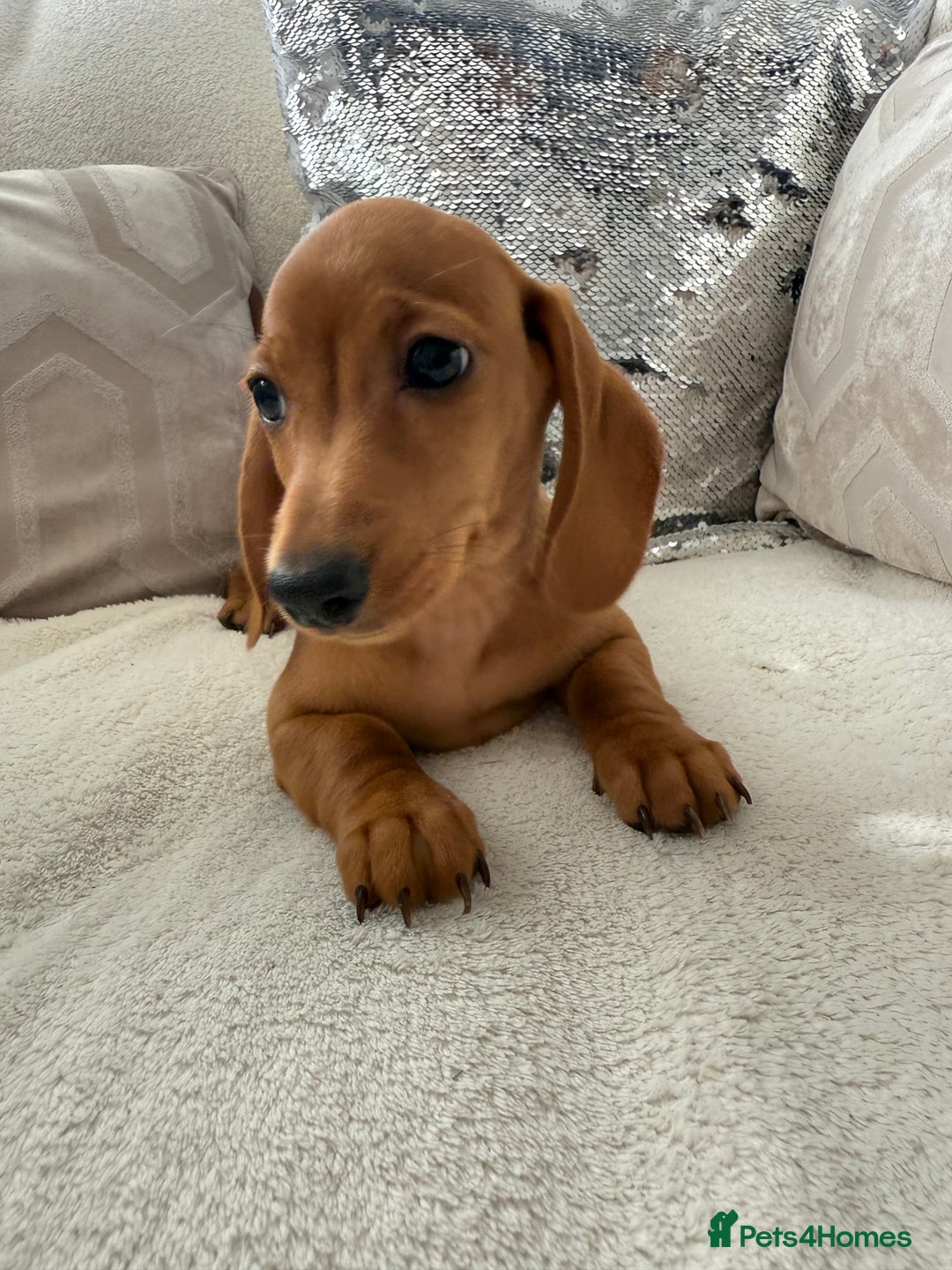 Miniature Dachshund dogs for sale: Miniature red dachshunds - Image 16