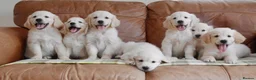 Golden Retriever dogs for sale: Quality Health Tested KC Golden Retrievers - Advert 13