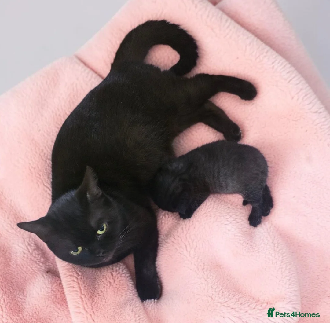 British Shorthair cats for sale: Little chocolate baby looking for a new home.❤️😛 - Advert 2