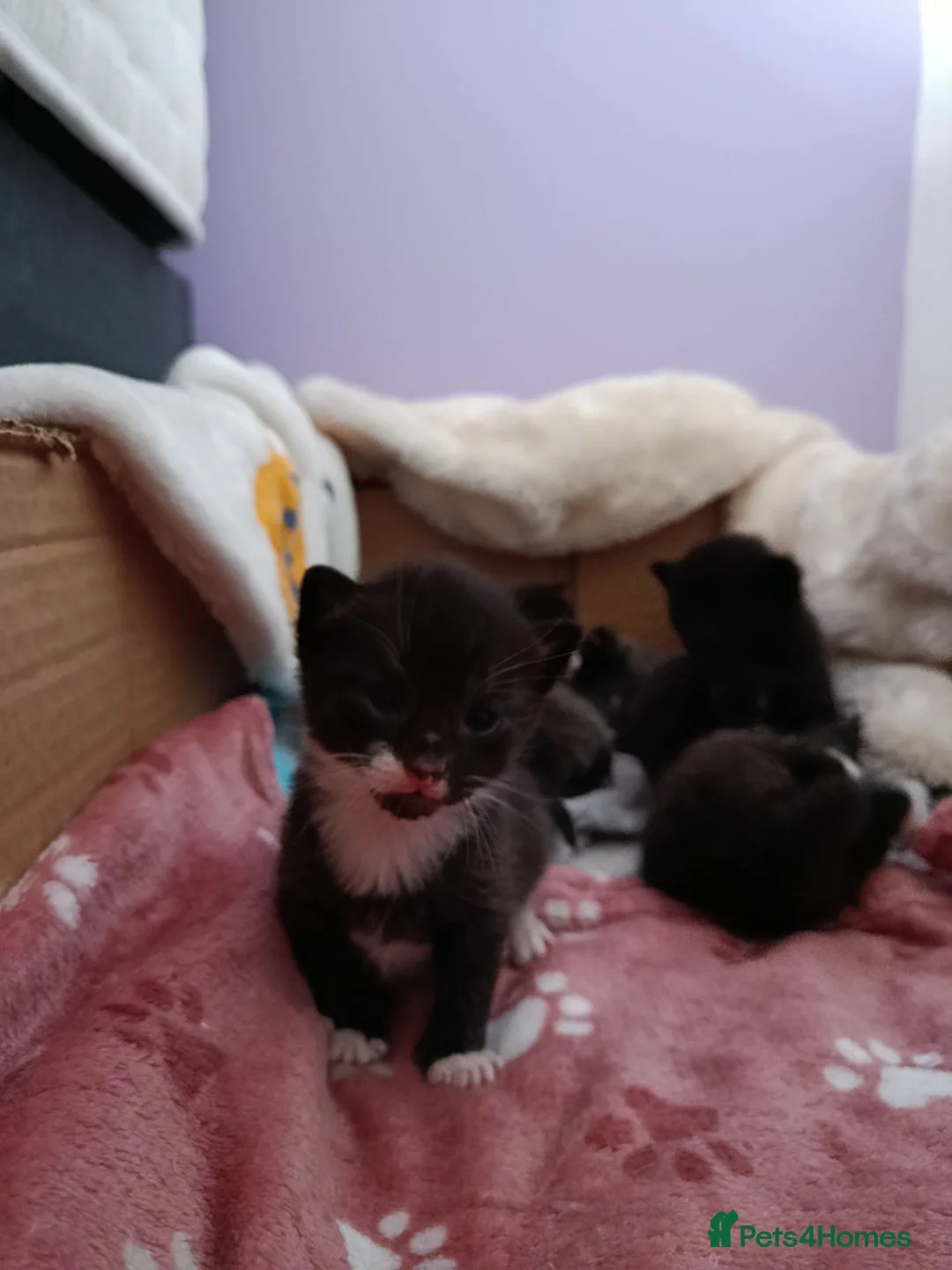 British Shorthair cats for sale: 6 beautiful kittens in Preston - Advert 3