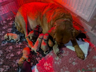 Labrador Retriever dogs KC Fox Red,Black,Yellow Labrador FTCH in lineage - Advert 4