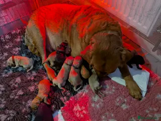 Labrador Retriever dogs KC Dark Red,Black,Yellow Labrador FTCH in lineage - Advert 4