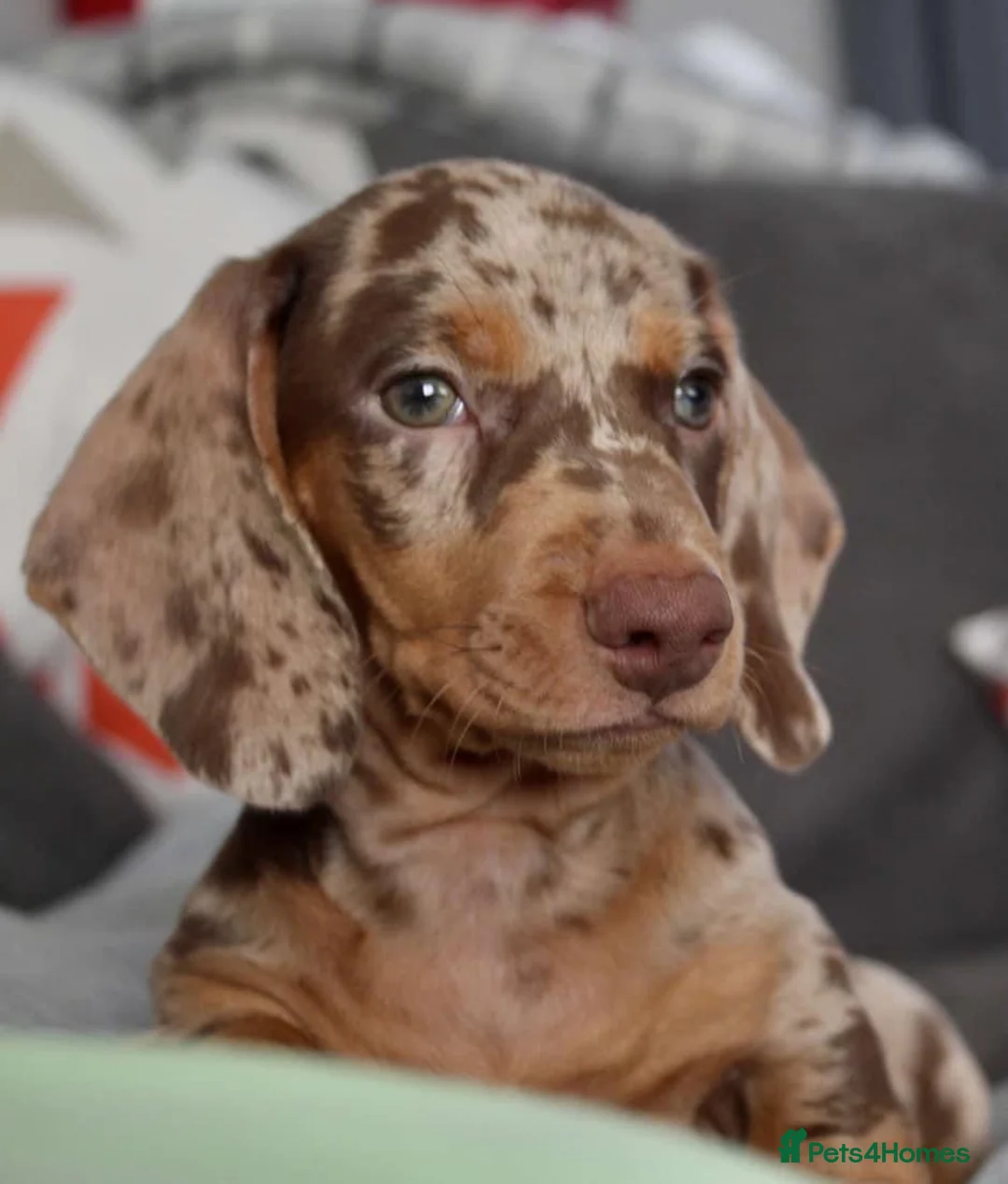 Miniature Dachshund dogs for stud: SLICE - Super Chocolate Dapple Miniature Stud in Dalry - Advert 29