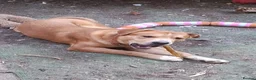 Mixed Breed dogs for sale: Mastiff for sale  - Advert 3