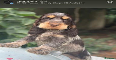 Cocker Spaniel dogs - Advert 8