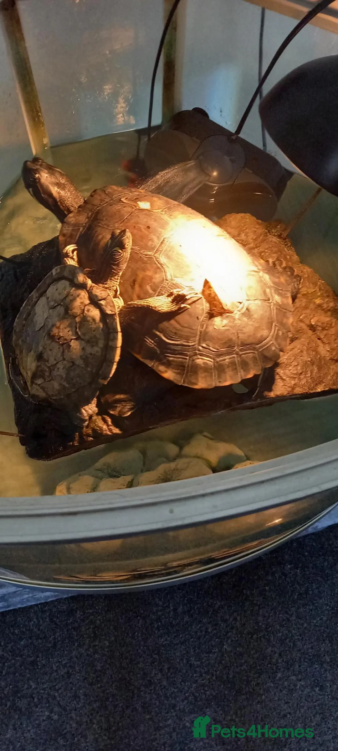 Turtle reptiles for sale: Turtles to a good home - Advert 2
