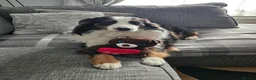 Australian Shepherd dogs for sale: Australian sheperd puppys for sale - Advert 1