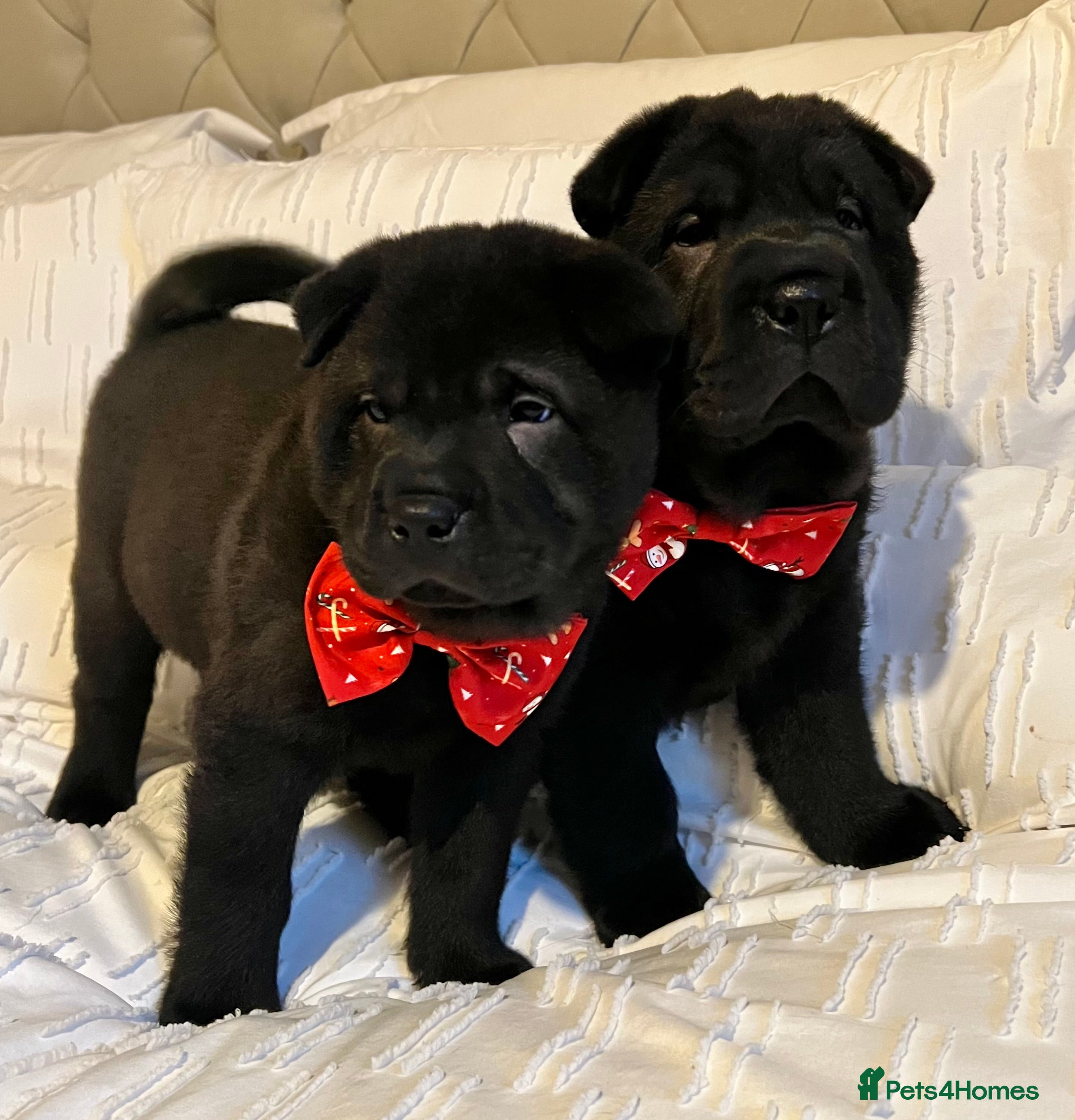 Mixed Breed dogs ChowPei Pups  - Advert 2