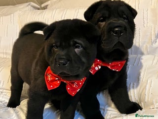 Mixed Breed dogs ChowPei Pups - Advert 2