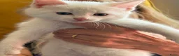 Turkish Angora cats for sale: Kittens - Advert 15