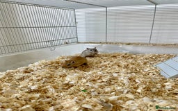 Gerbil rodents for sale: Two gerbil males - Image 5