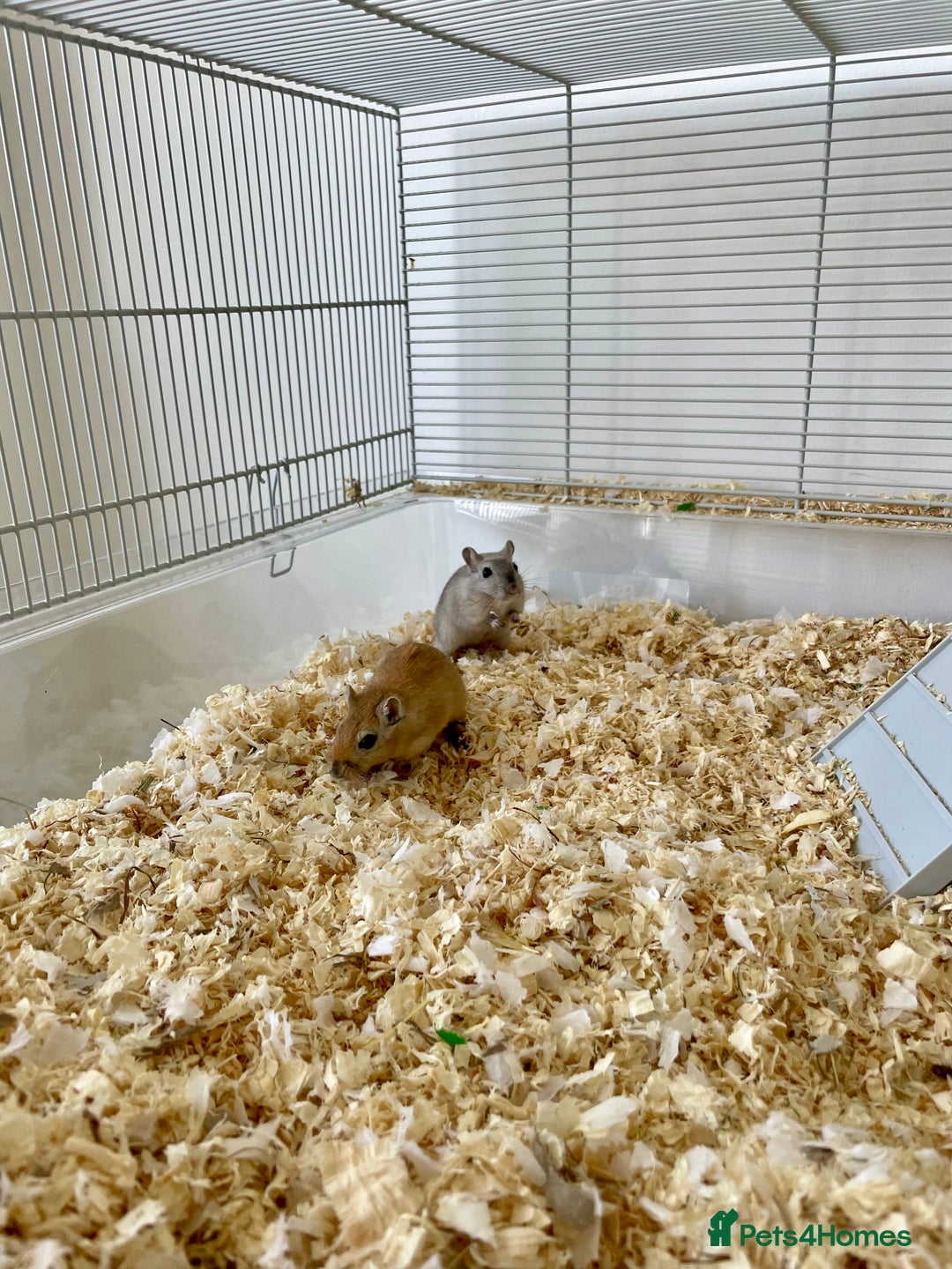Gerbil rodents for sale: Two gerbil males - Image 5