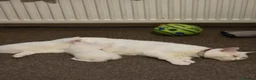 Turkish Angora cats for sale: Whithe Turkish Angora - Advert 20