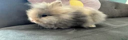 Lionhead rabbits for sale:  Double mane fluffy lion head  - Advert 11