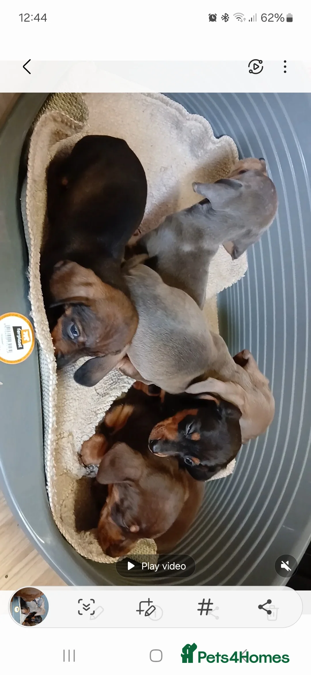 Dachshund dogs for sale: Ready to leave Beautiful dachshund puppies  - Advert 9