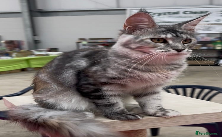 Maine Coon cats - Advert 1