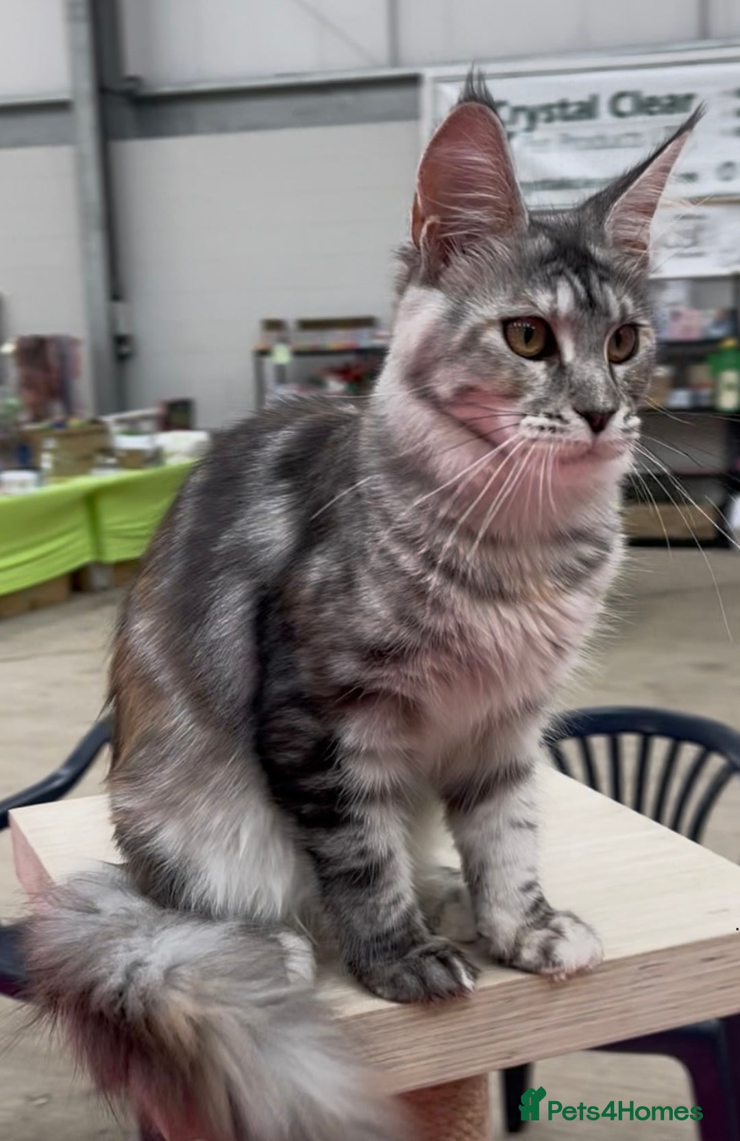 Maine coon siamese Pets Animals for sale Pets4Homes