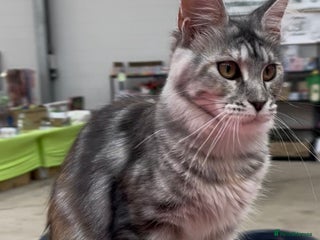 Maine Coon cats - Advert 3