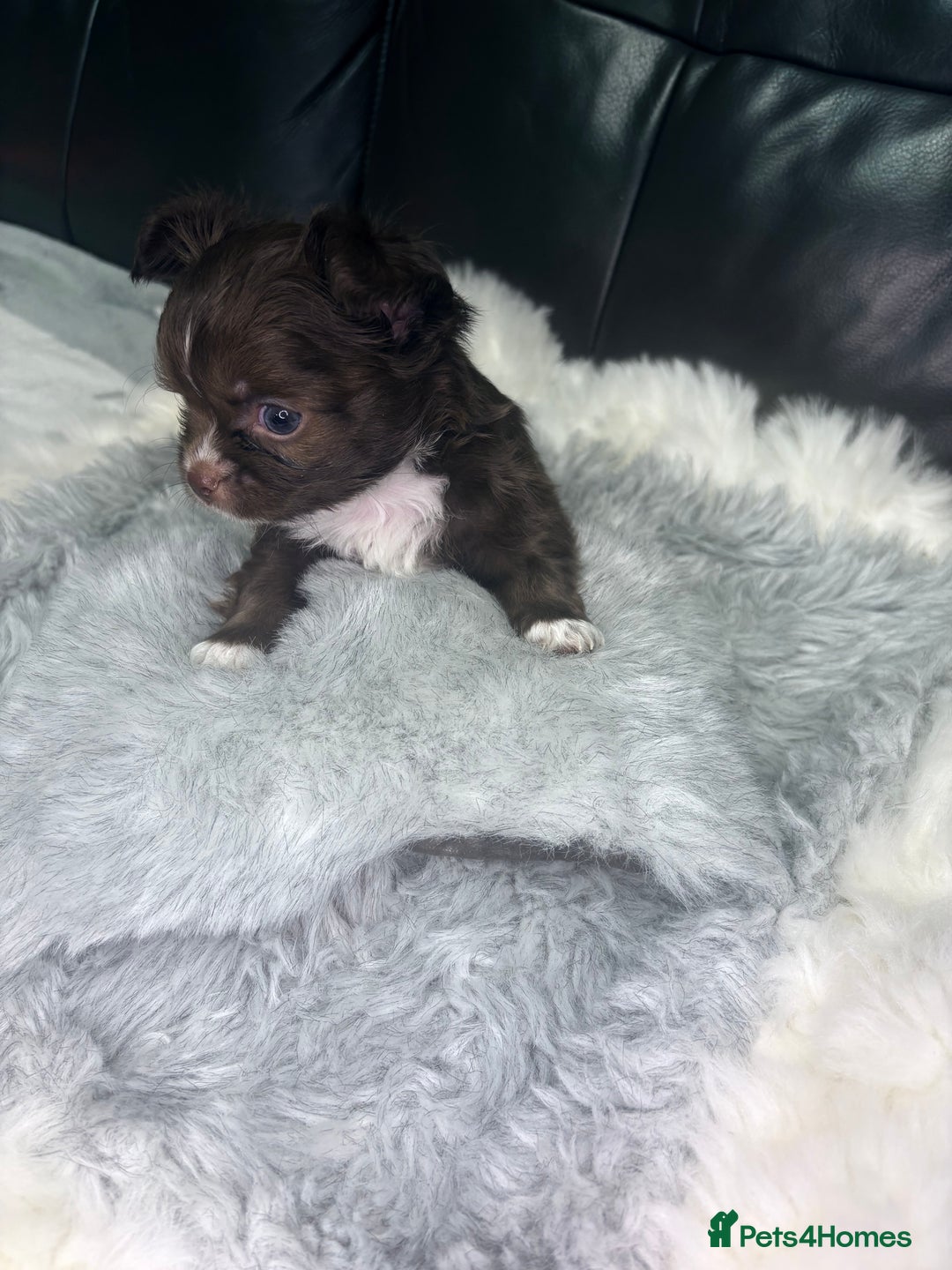 Chihuahua dogs for sale: Stunning tiny Chihuahua puppy’s male female  - Advert 4