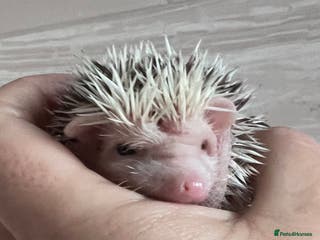 Pygmy Hedgehog rodents African Pygmy hedgehog hoglets - Advert 3