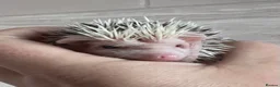 Pygmy Hedgehog rodents for sale: African Pygmy hedgehog hoglets  - Advert 3