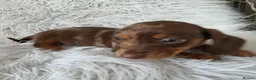 Miniature Dachshund dogs for sale: KC PRA CLEAR DAPPLE BOYS - Advert 6