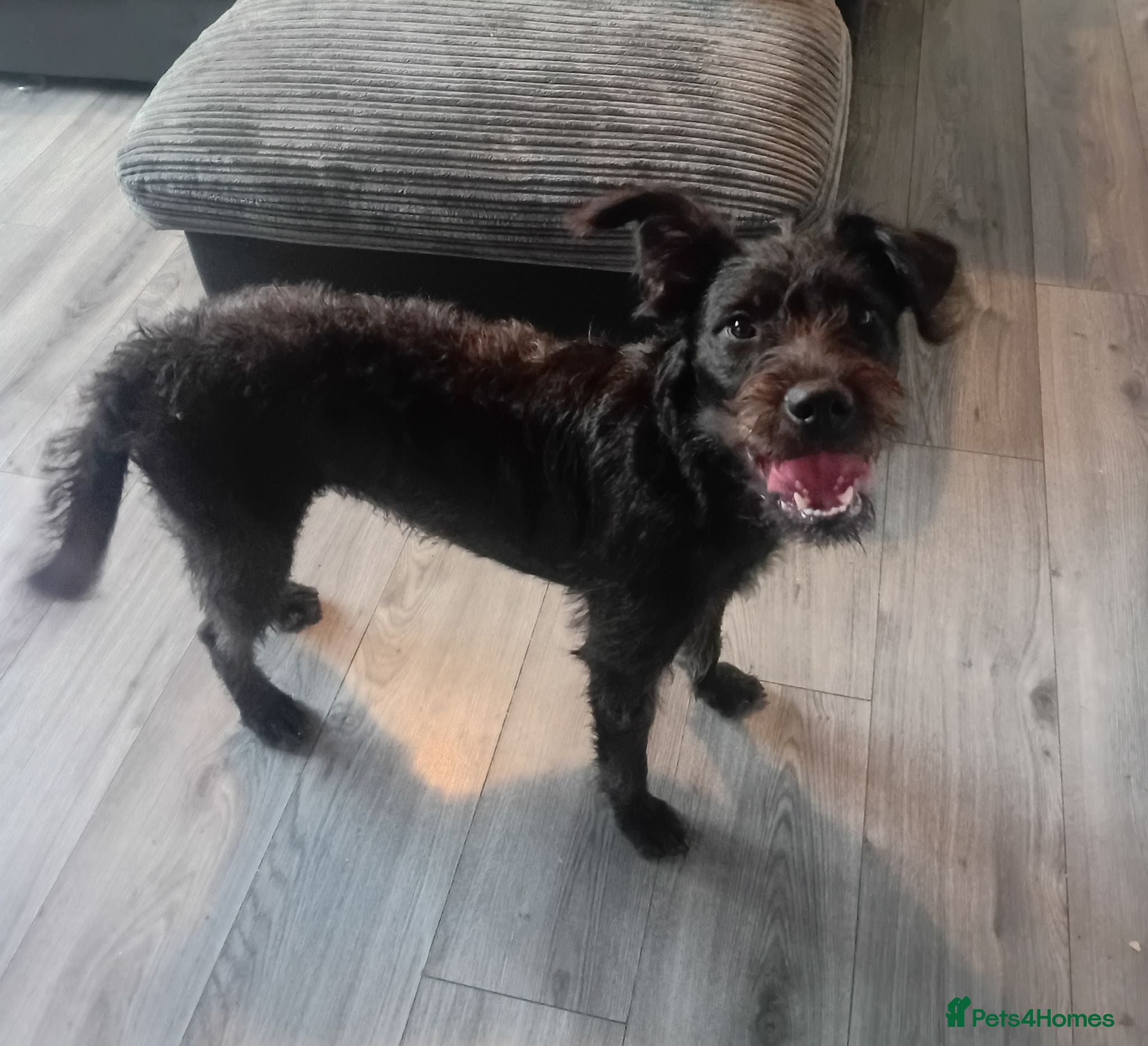 Mixed Breed dogs Luna mix breed  - Advert 7