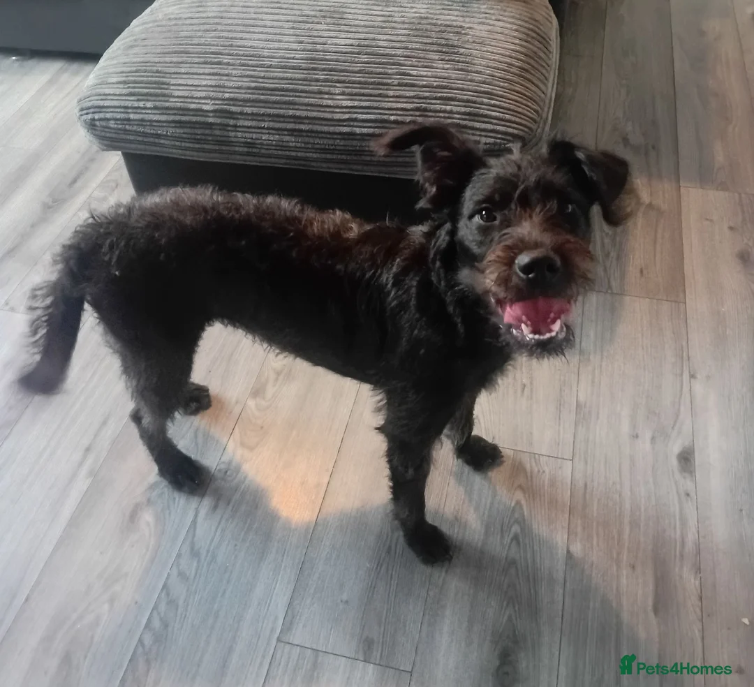 Mixed Breed dogs for sale: Luna mix breed  in Bilston - Advert 1
