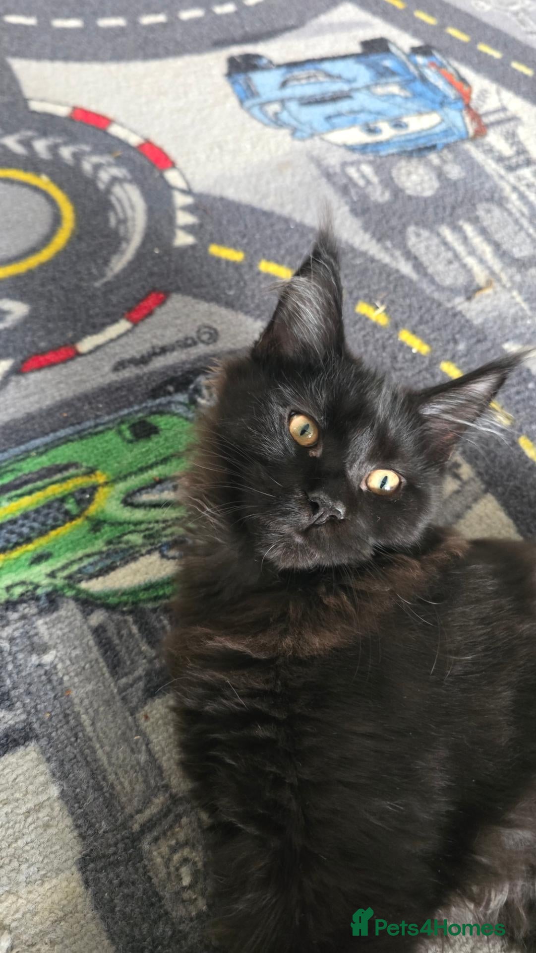Maine Coon cats ❤️ Little Gentle Giants 🐾 - Advert 2