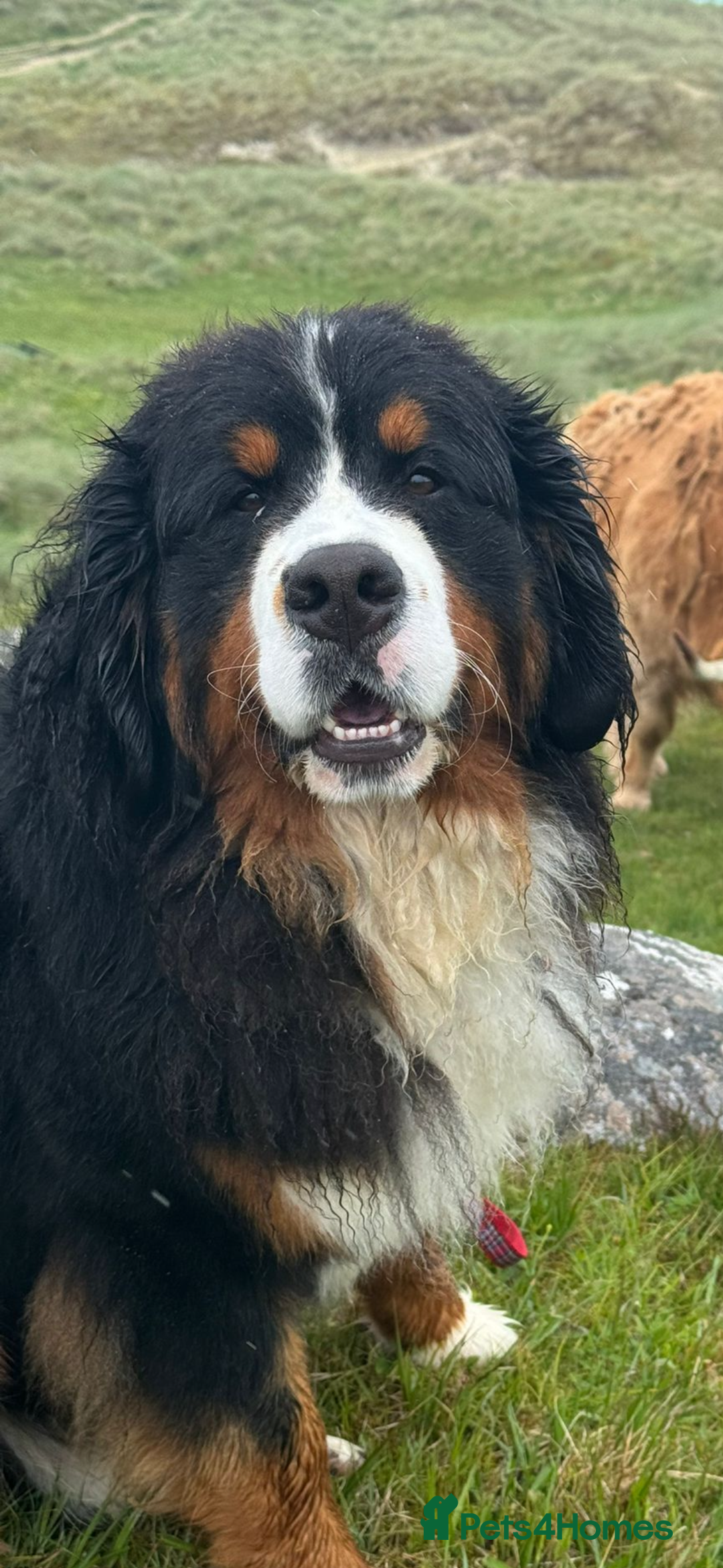 Bernese Mountain Dog dogs for stud: Gorgeous Bernese stud Maui - Advert 17