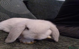 Mini Lop rabbits for sale: Beautiful Mini Lop Bunnies for sale  - Image 12