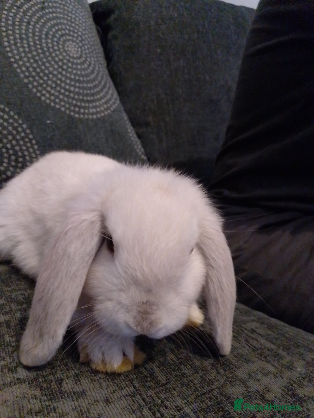 Mini Lop rabbits for sale: Beautiful Mini Lop Bunnies for sale  - Image 12