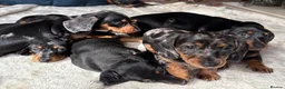 Miniature Dachshund dogs for sale: Minature Dachshund Pups - Advert 6