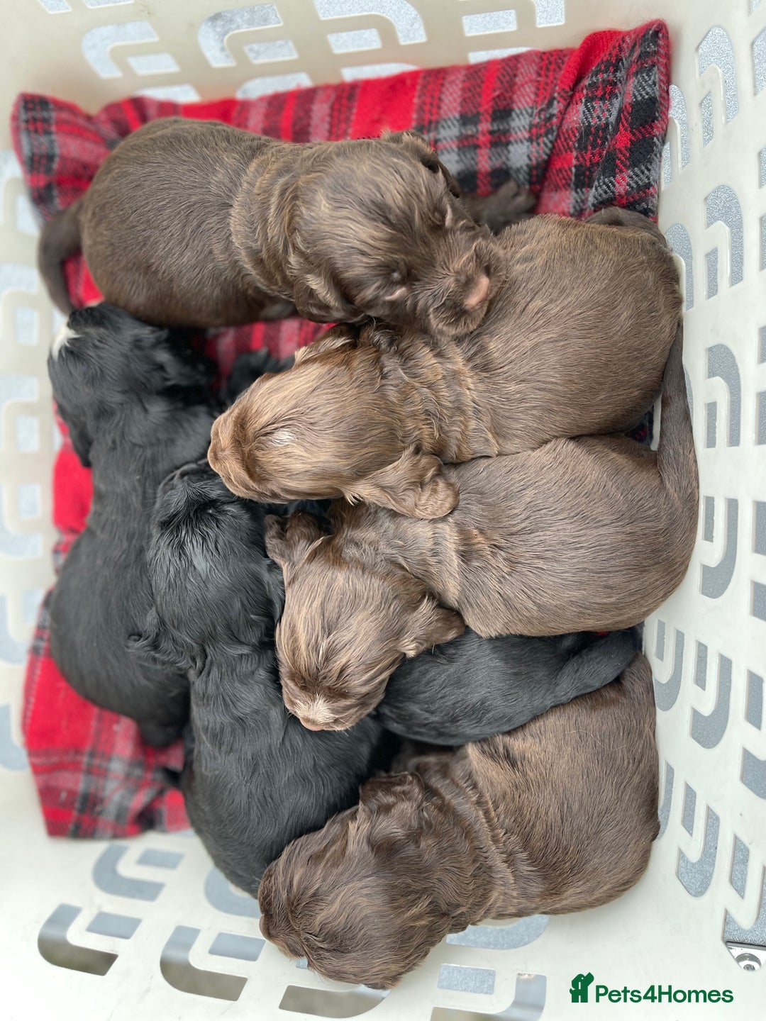 Cocker Spaniel dogs for sale: Stunning cocker spaniel puppies  - Image 4