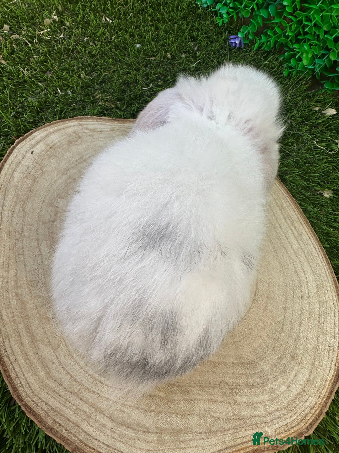 Mini Lop rabbits for sale: Stunning mini lops - Image 30