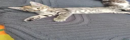 Mixed Breed cats for sale: One beautiful girl - Advert 5