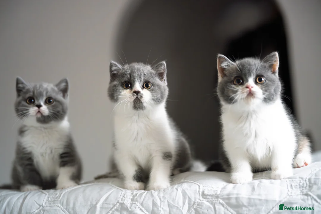 British Shorthair cats for sale: GCCF and TICA Registered -Show Quality BSH. - Advert 14