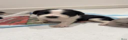 Mixed Breed dogs for sale: Collie/Cocker Mixed Puppies - Advert 8