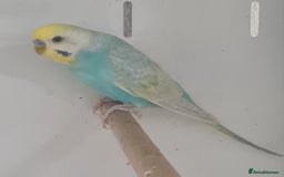 Budgerigars birds for sale: Beautiful Budgies - Image 1