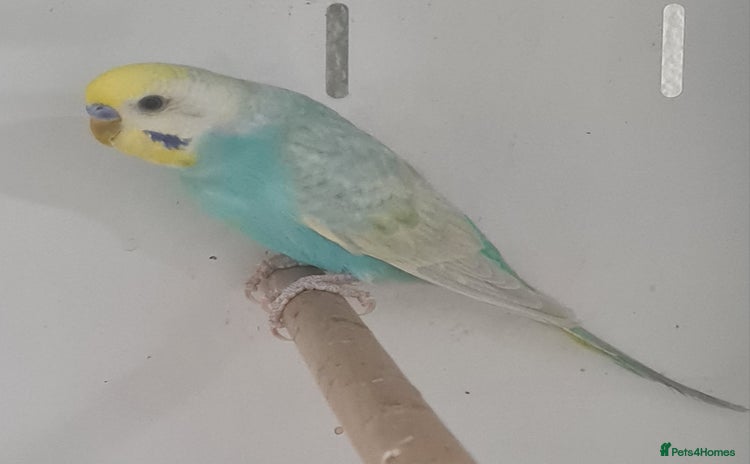 Budgerigars birds - Advert 9