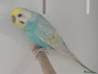 Budgerigars birds - Advert 25