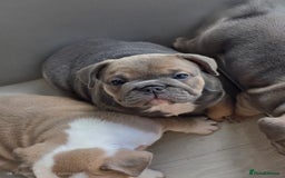 Mixed Breed dogs for sale: Mum frenchie dad English bulldog  - Image 4